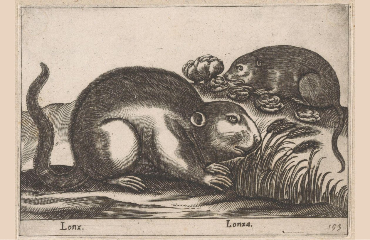 2 つのマスクラット Lonx/Lonza (オブジェクトのタイトル) 動物と幻の生き物（シリーズタイトル） Nova raccolta de li animali piu curiosi del mondo (シリーズタイトル) 作： アントニオ・テンペスタ