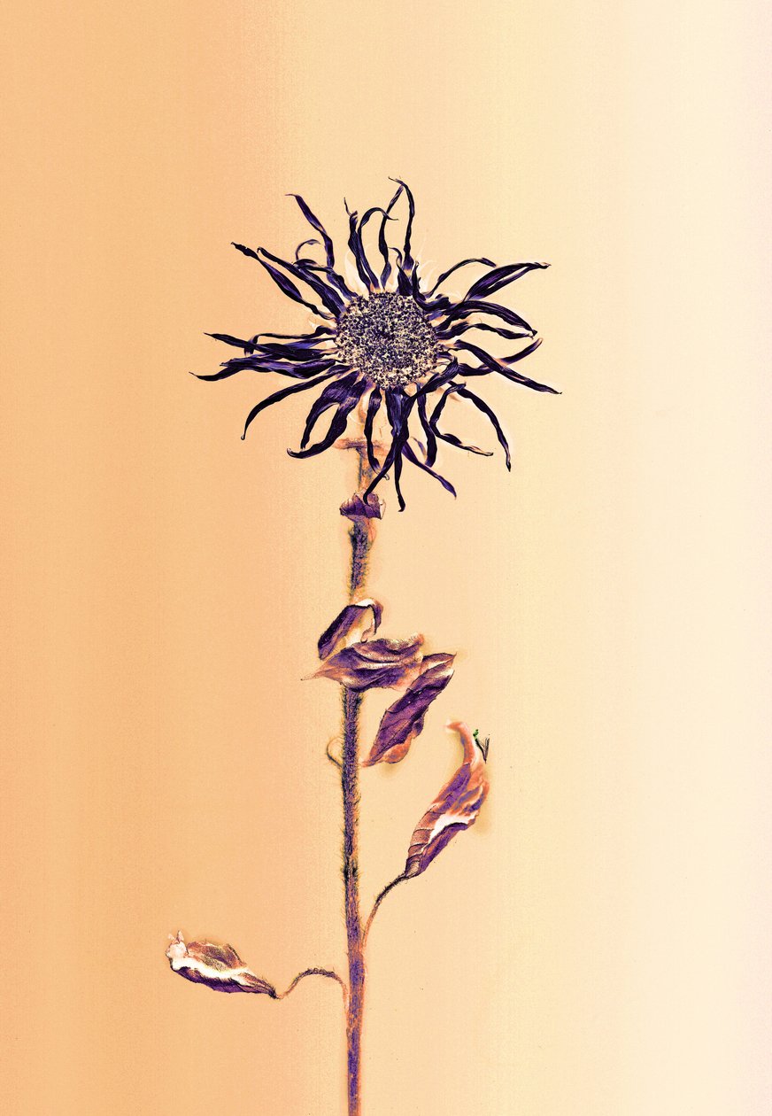 古代の花-アプリコット、2025年（写真） 作： 