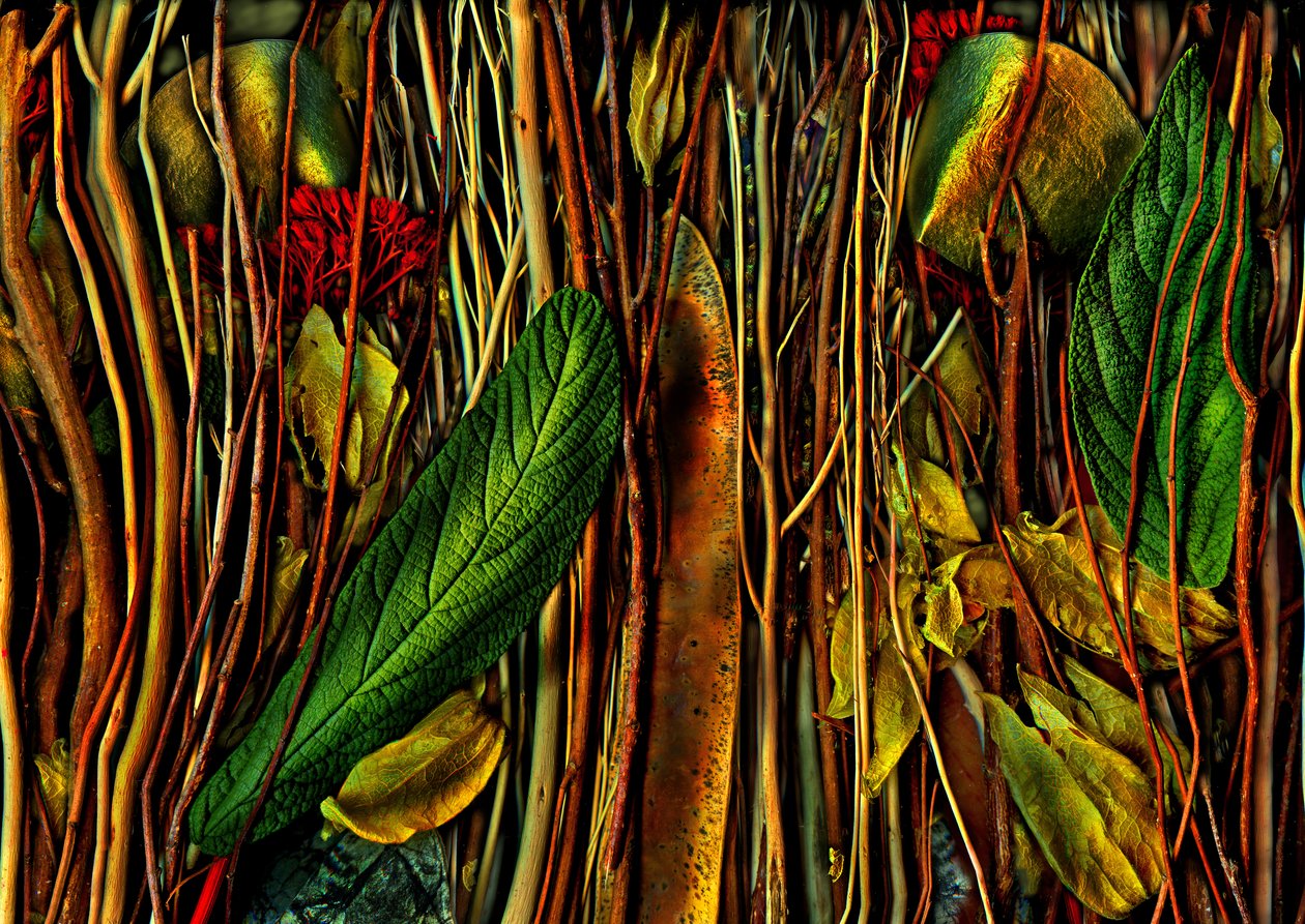 アンデルスヴェルトン-No.79-4.strange wood, 2019（写真） 作： 