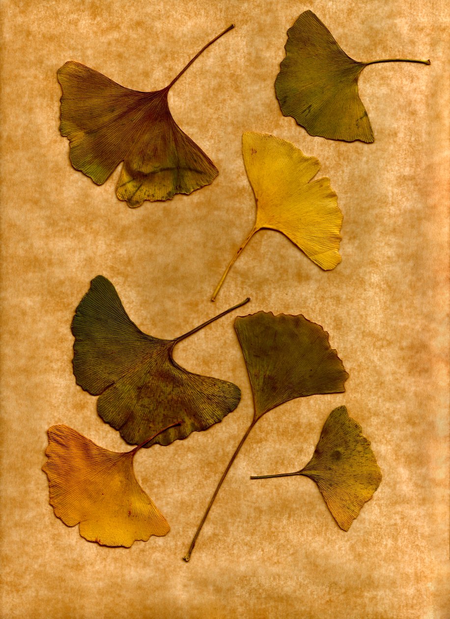 イチョウ 2 作： 