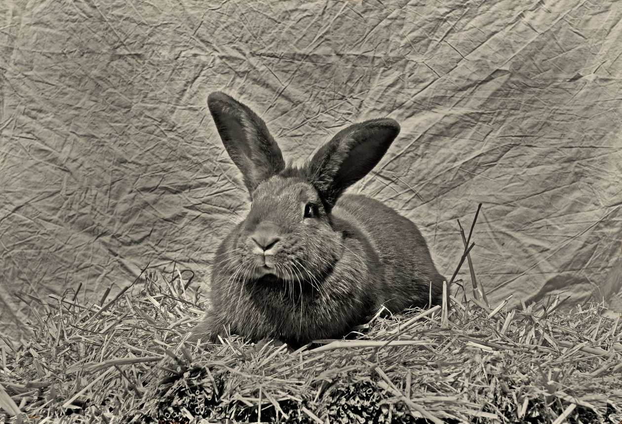 さようならデュラー 作： 