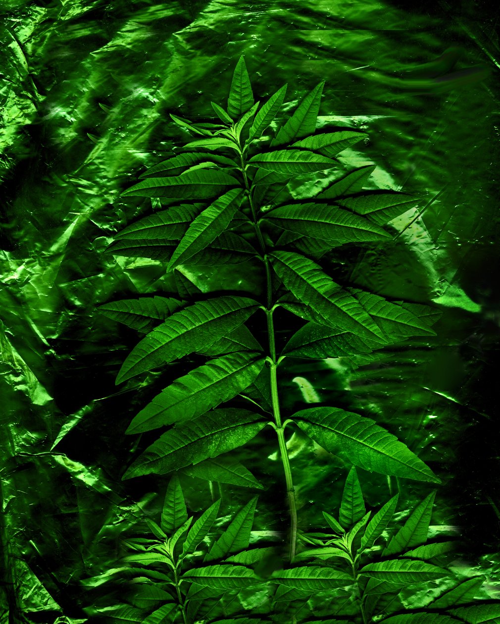 グリーン-4、2009年（写真） 作： 