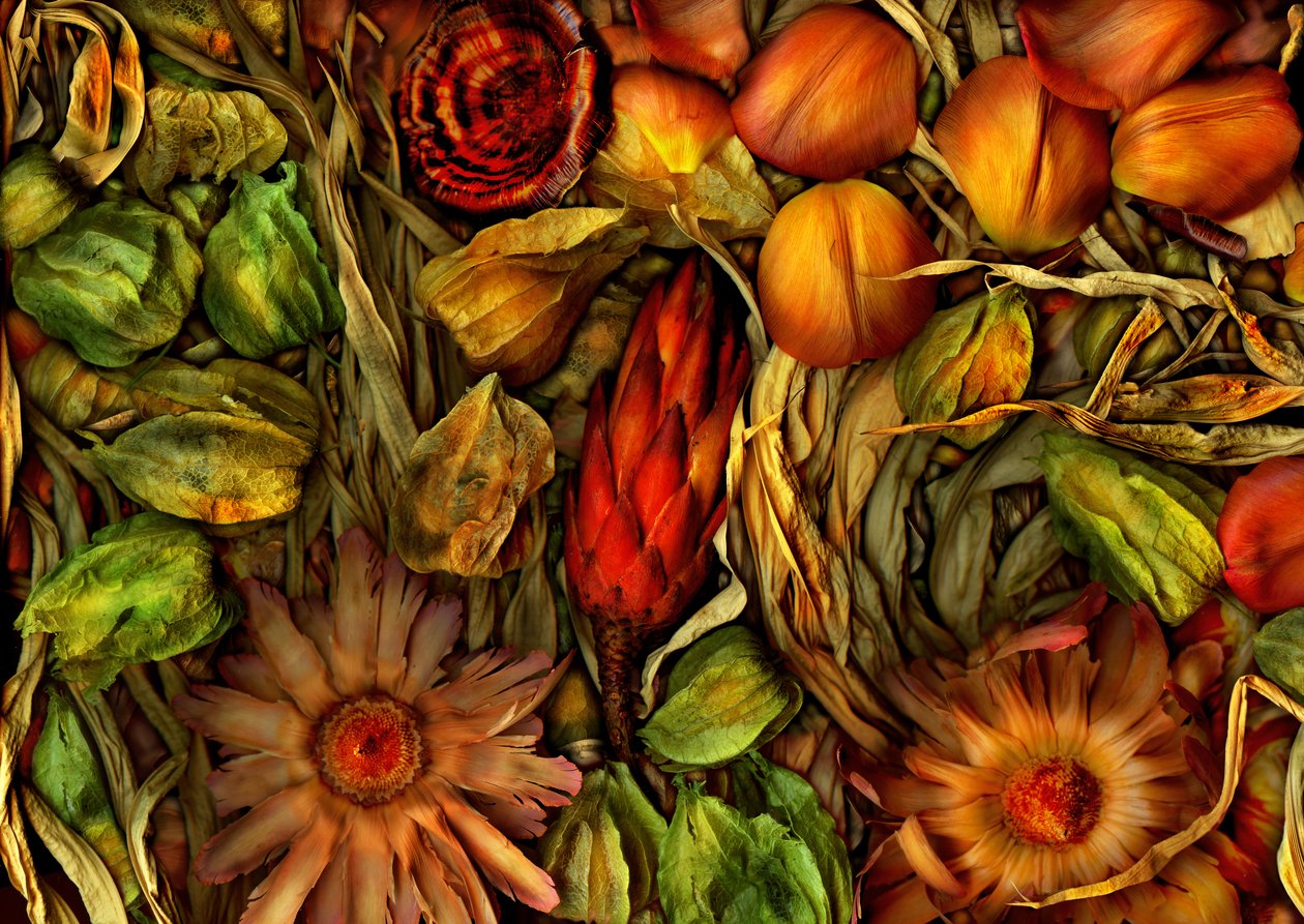 マジックガーデン-ジャングル3、2013年（写真） 作： 