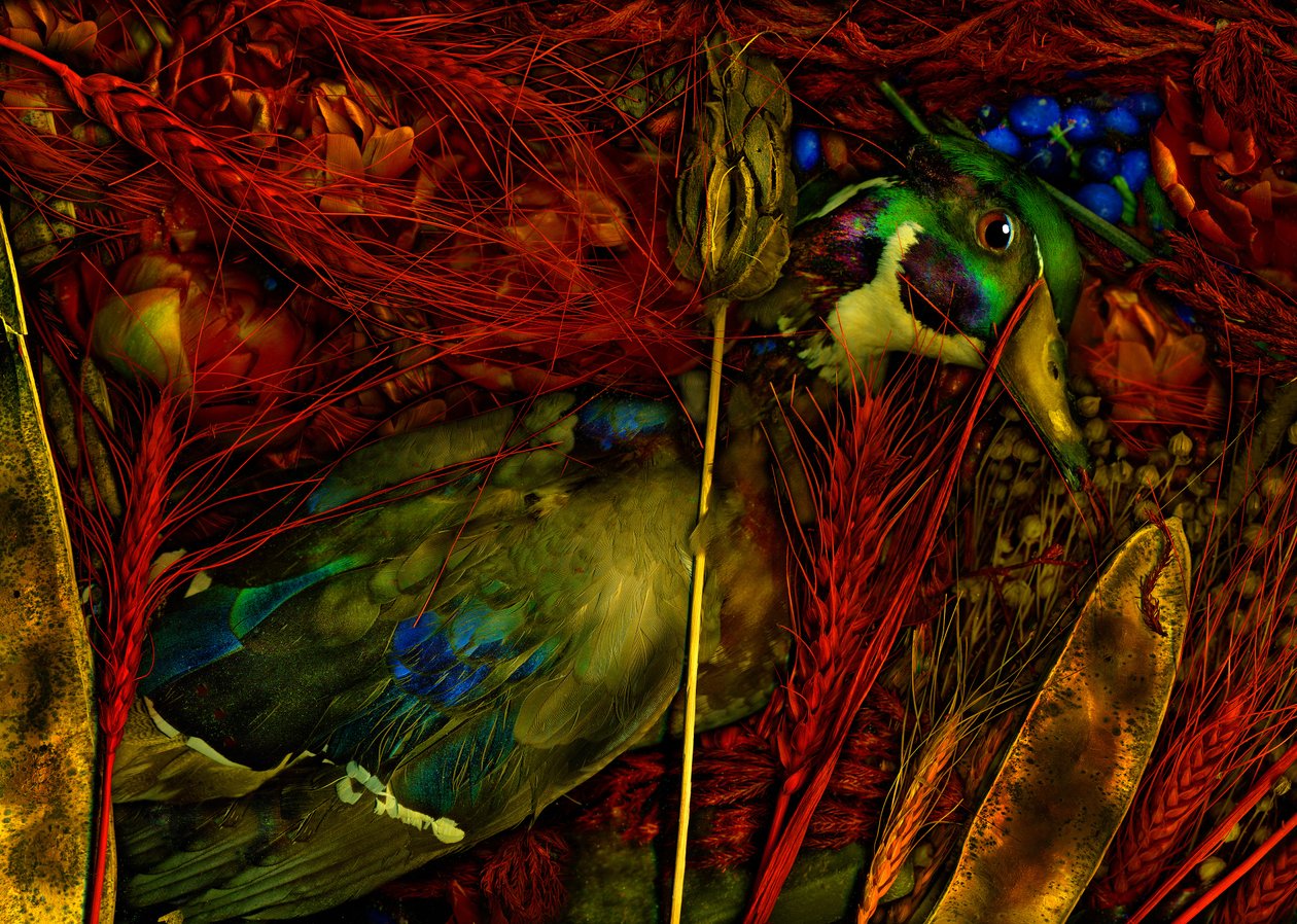 2012年マジックガーデン76号（写真） 作： 