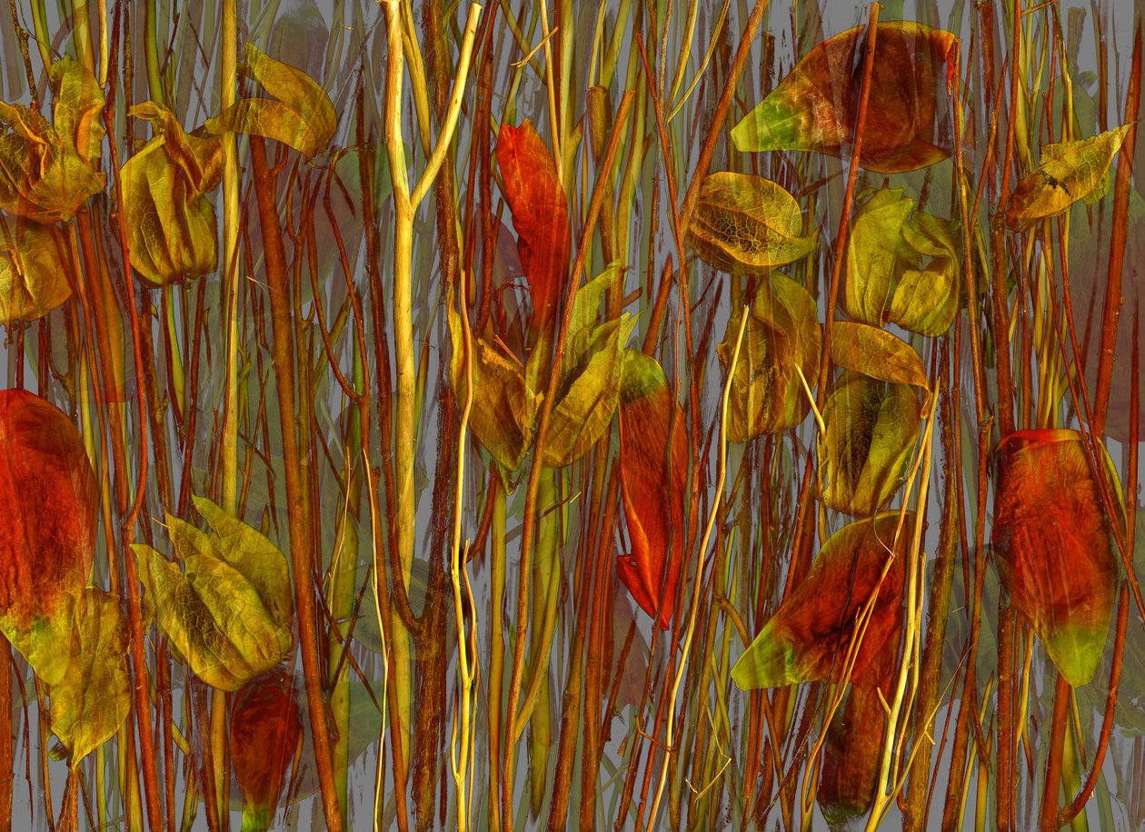 秘密の木、2014年（写真） 作： 