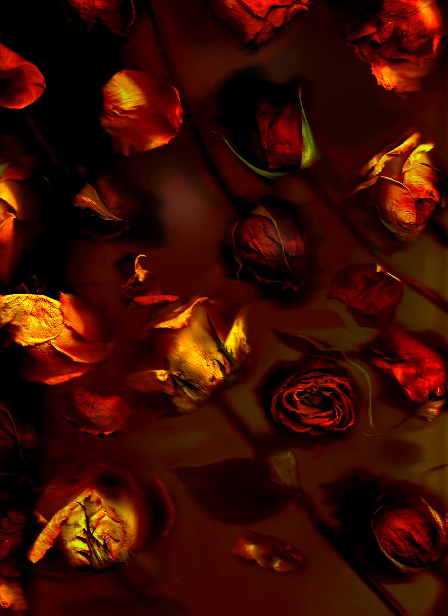 アースアートのバラ、2008年（写真） 作： 