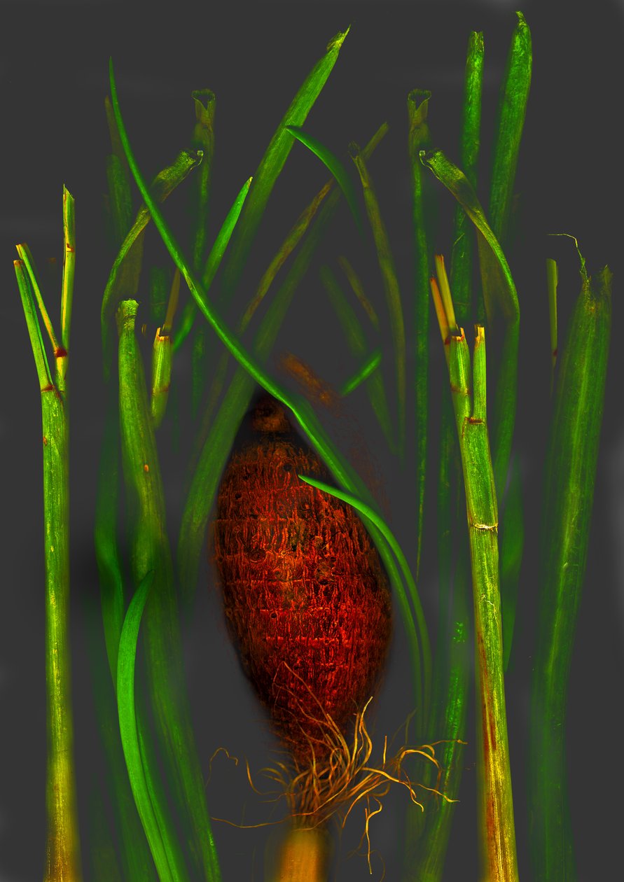 ジャングルフルーツ 作： 