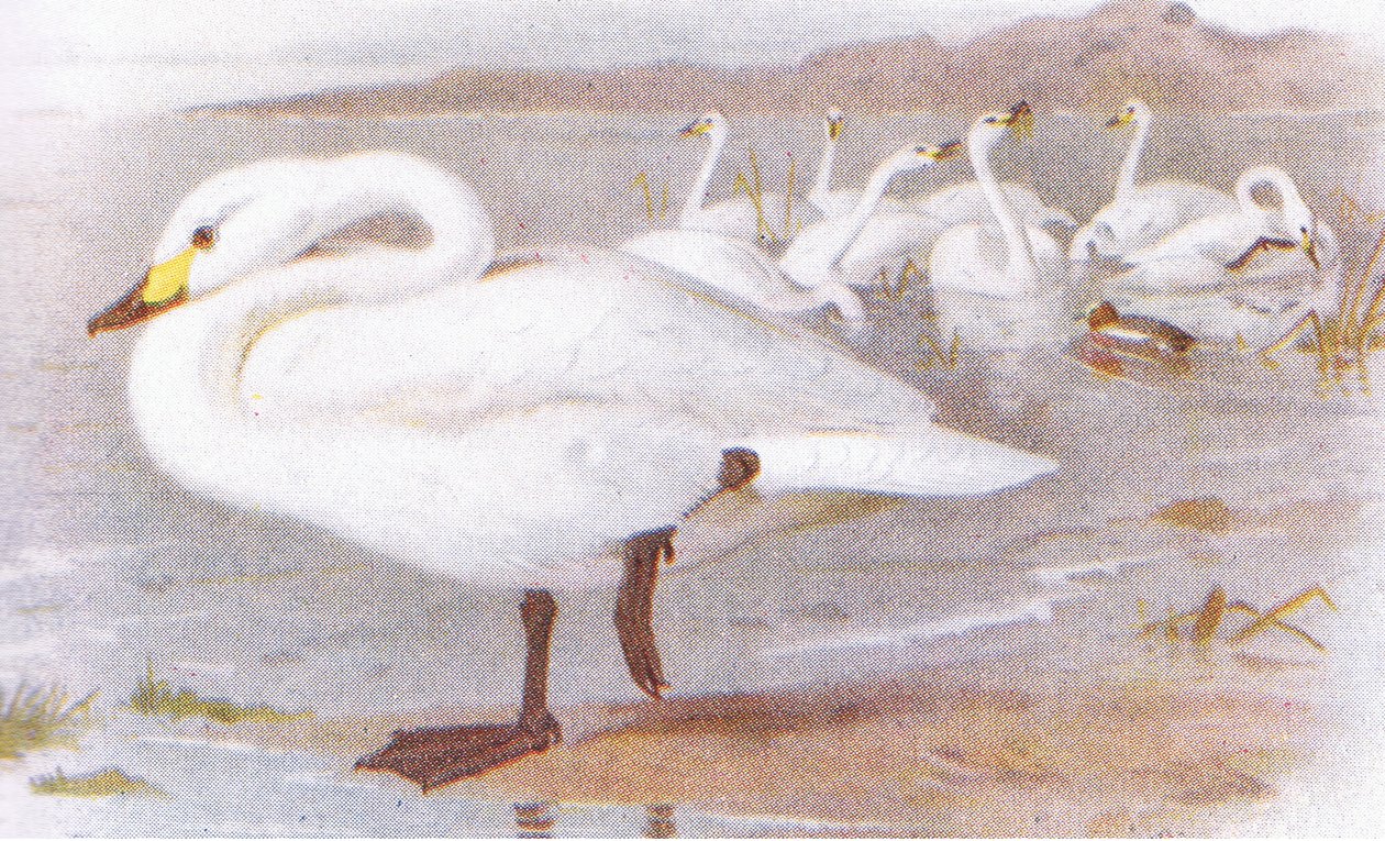 Bewickの白鳥 作： アーチボルドソーバーン