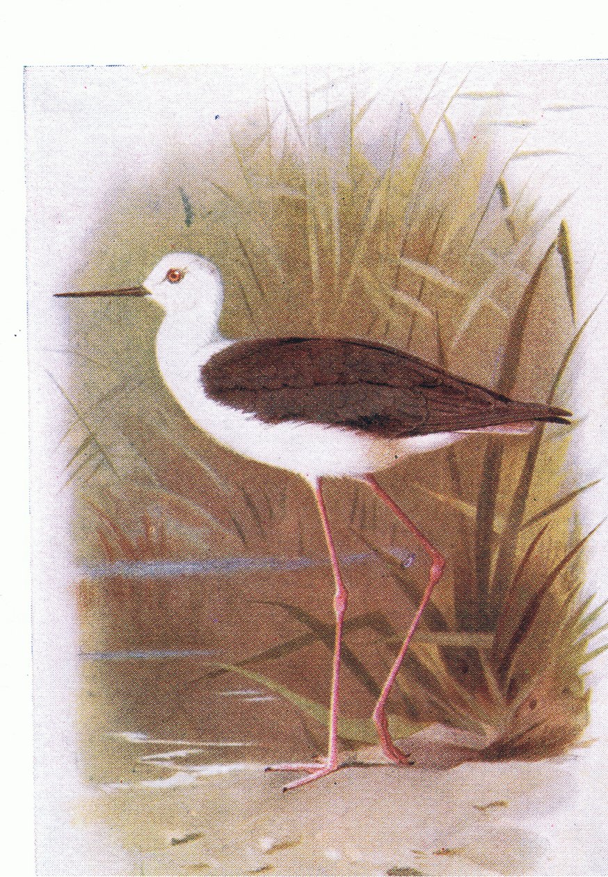 イギリスの島の鳥とその卵からの黒い翼のある支柱、Frederick Warne＆Co Ltd発行、1958年 作： アーチボルドソーバーン