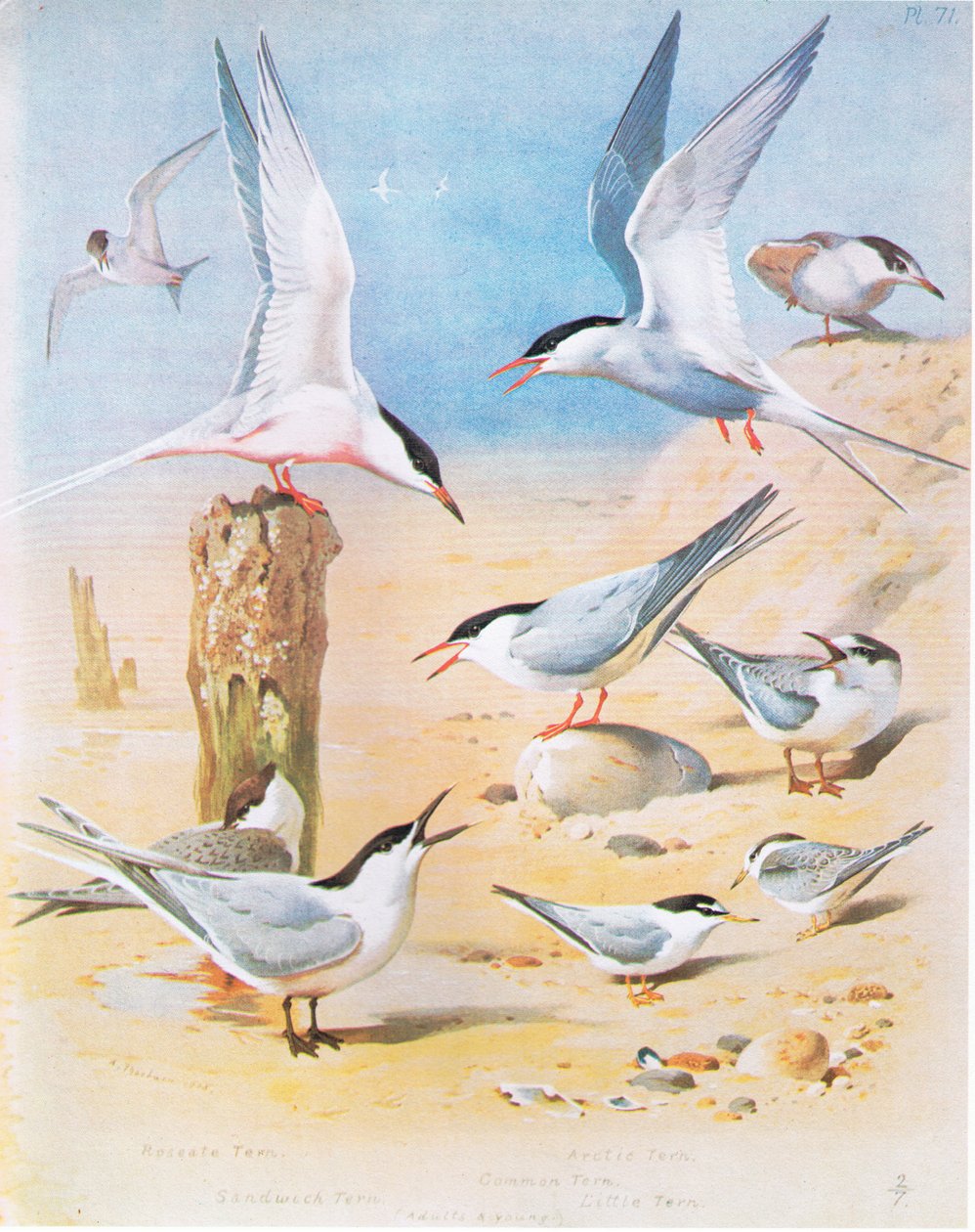 Roseate Tern、Sandwich Tern、Arctic Tern、Common Tern、Little Tern、pub。ブッククラブアソシエイツ、1972年 作： アーチボルドソーバーン