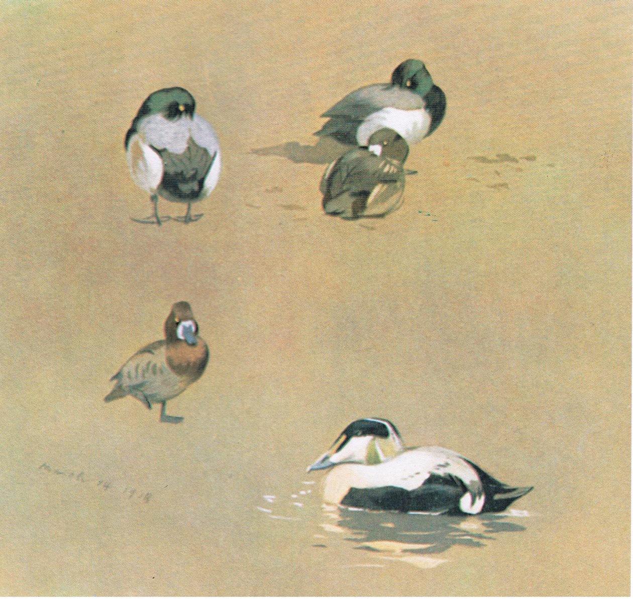 Wigeon、Scaup、Eider Duck、パブ。ブッククラブアソシエイツ、1972年 作： アーチボルドソーバーン