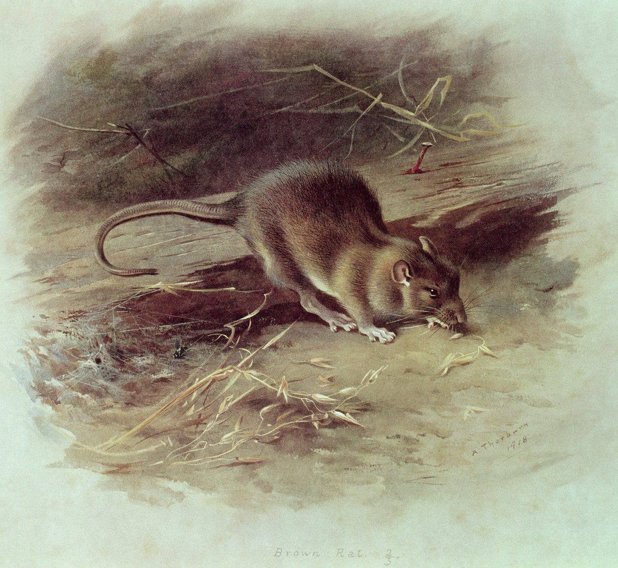 ブラウンラット（Rattus norvegicus）1918 作： アーチボルドソーバーン