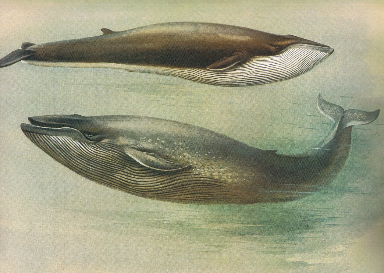 ロングマンズアンドカンパニー発行のThorburns哺乳類からの一般的なRorqual、Sibbalds Rorqualまたはシロナガスクジラc。 1920年 作： アーチボルドソーバーン