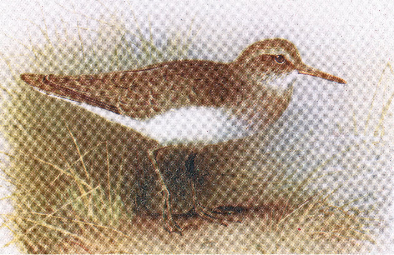 イギリスの島の鳥とその卵からの一般的なシギフレデリックワーン＆Co Ltdによって1958年に発行 作： アーチボルドソーバーン