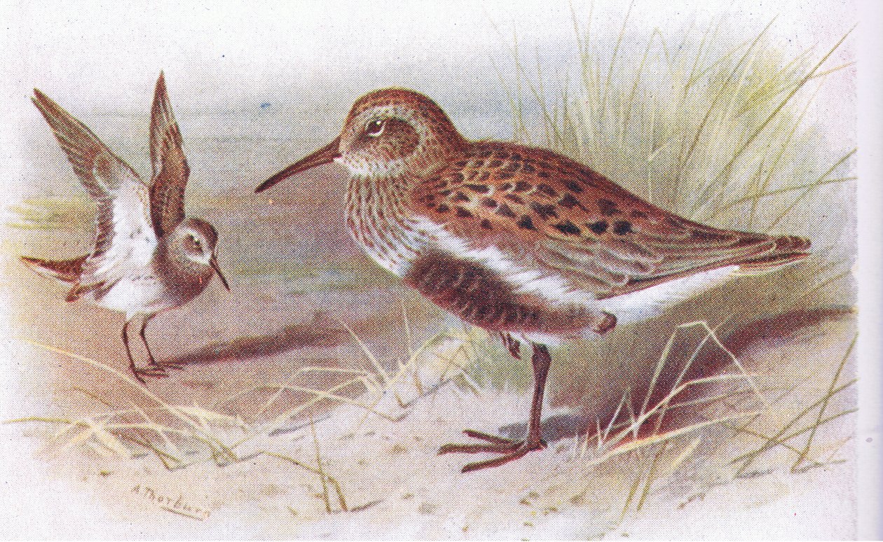 英国の島の鳥とその卵からのダンリン（夏と冬）、1958年フレデリックウォーン＆Co Ltdから出版 作： アーチボルドソーバーン