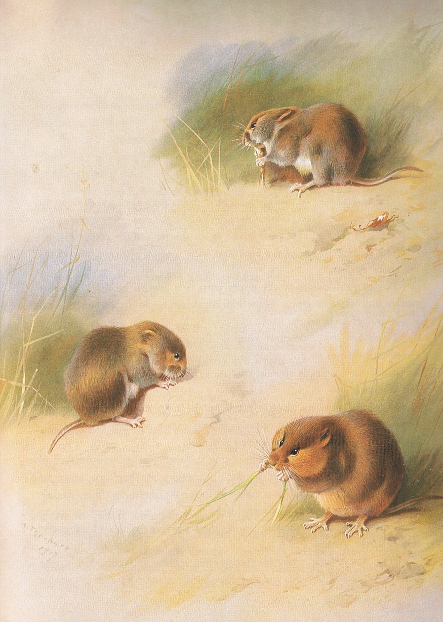 ロングマンズアンドカンパニー発行のThorburns MammalsのField Vole、Bank Vole、Orkney Vole c。 1920年 作： アーチボルドソーバーン
