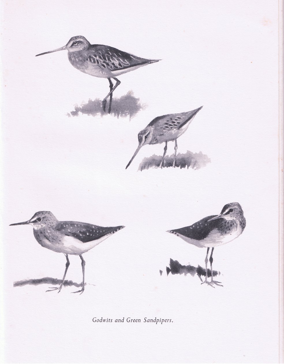 Godwits and Green Sandpipers、1938 作： アーチボルドソーバーン