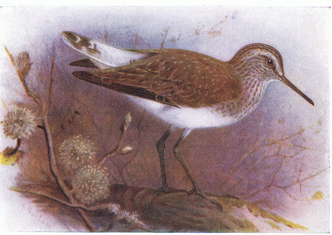 イギリスの島の鳥とその卵からのグリーンサンドパイパー、1958年Frederick Warne＆Co Ltd発行 作： アーチボルドソーバーン