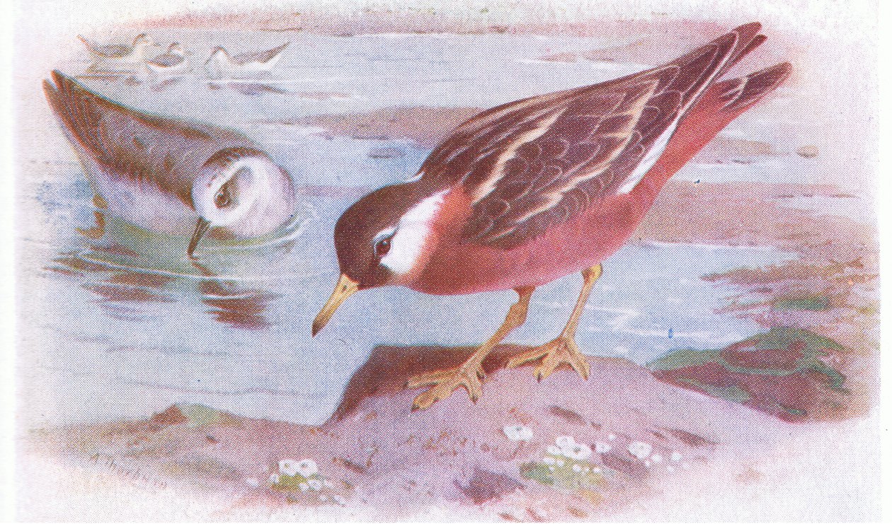 イギリスの島の鳥とその卵からの灰色のファラロープ（夏と秋）、1958年Frederick Warne＆Co Ltd発行 作： アーチボルドソーバーン