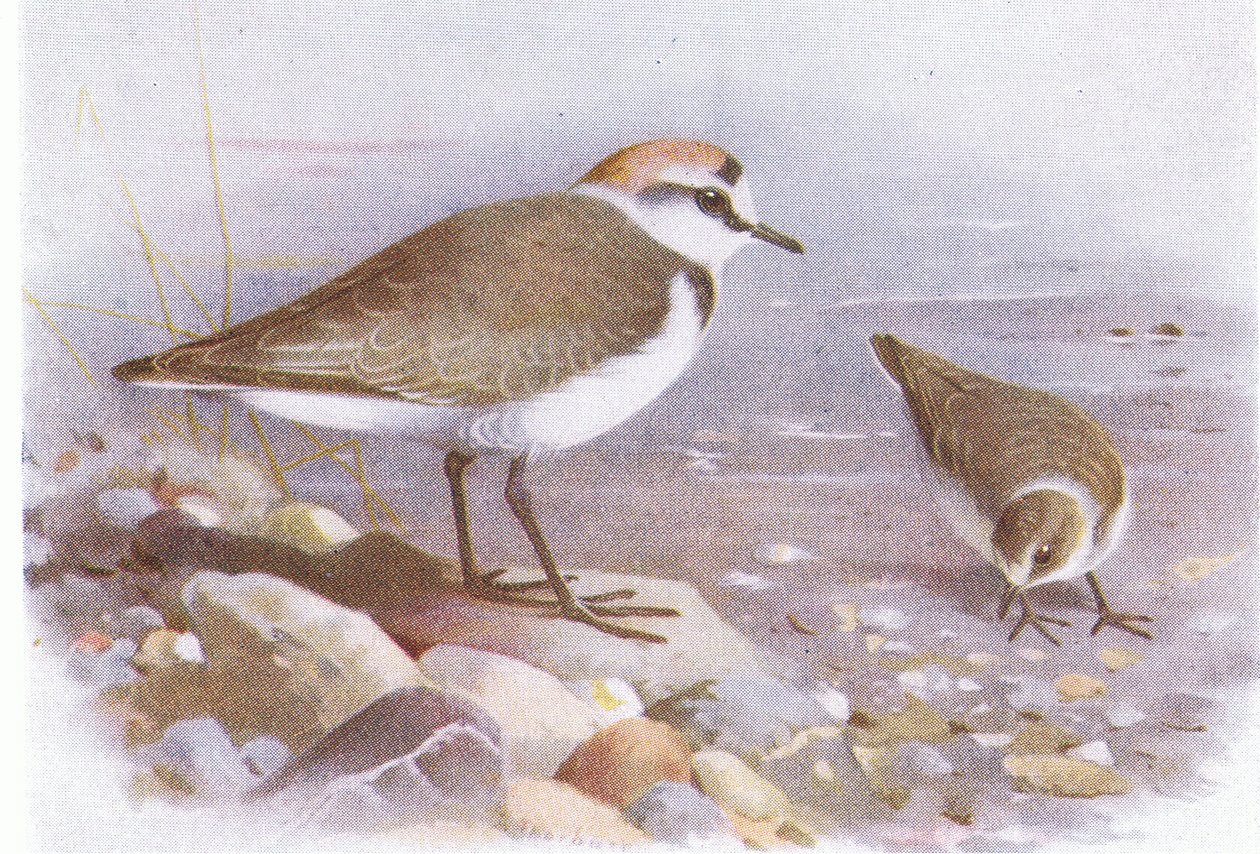 イギリス諸島の鳥とその卵のケンティッシュプロバー、1958年フレデリックワーン＆カンパニー発行 作： アーチボルドソーバーン