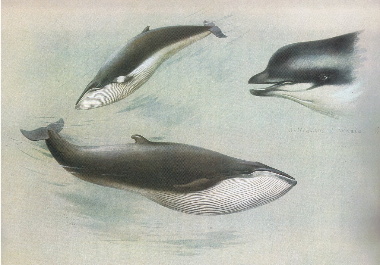 Lessor Rorqual and Rudolphs Rorqual、from Thorburns Mammals published by Longmans and Co、c。 1920年 作： アーチボルドソーバーン