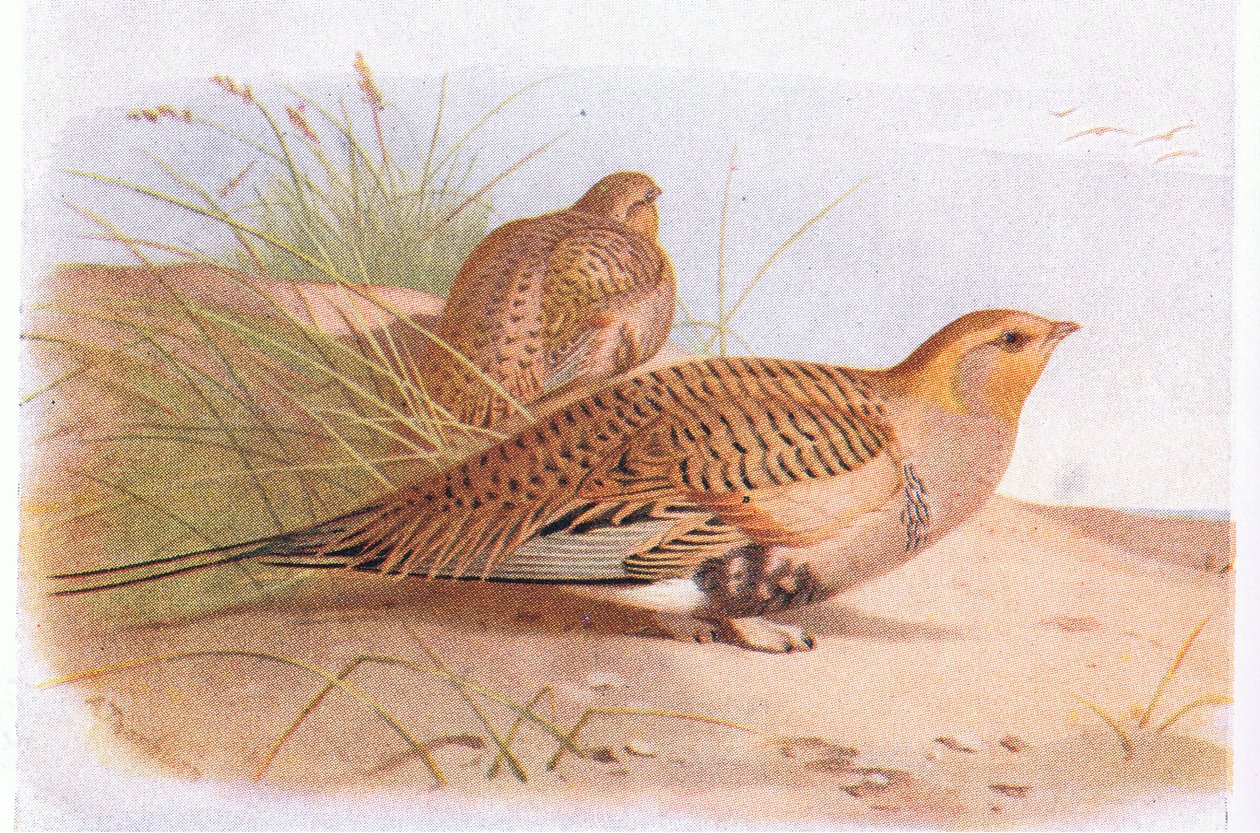 英国の島とその卵の鳥からのパラス砂ライチョウ、1958年フレデリックウォーン＆Co Ltd 作： アーチボルドソーバーン