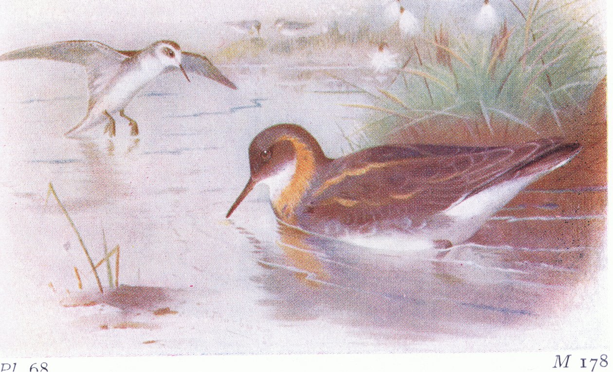 イギリスの島の鳥とその卵からの赤首ファラロープ（夏と秋）、1958年フレデリックワーン＆カンパニー発行 作： アーチボルドソーバーン