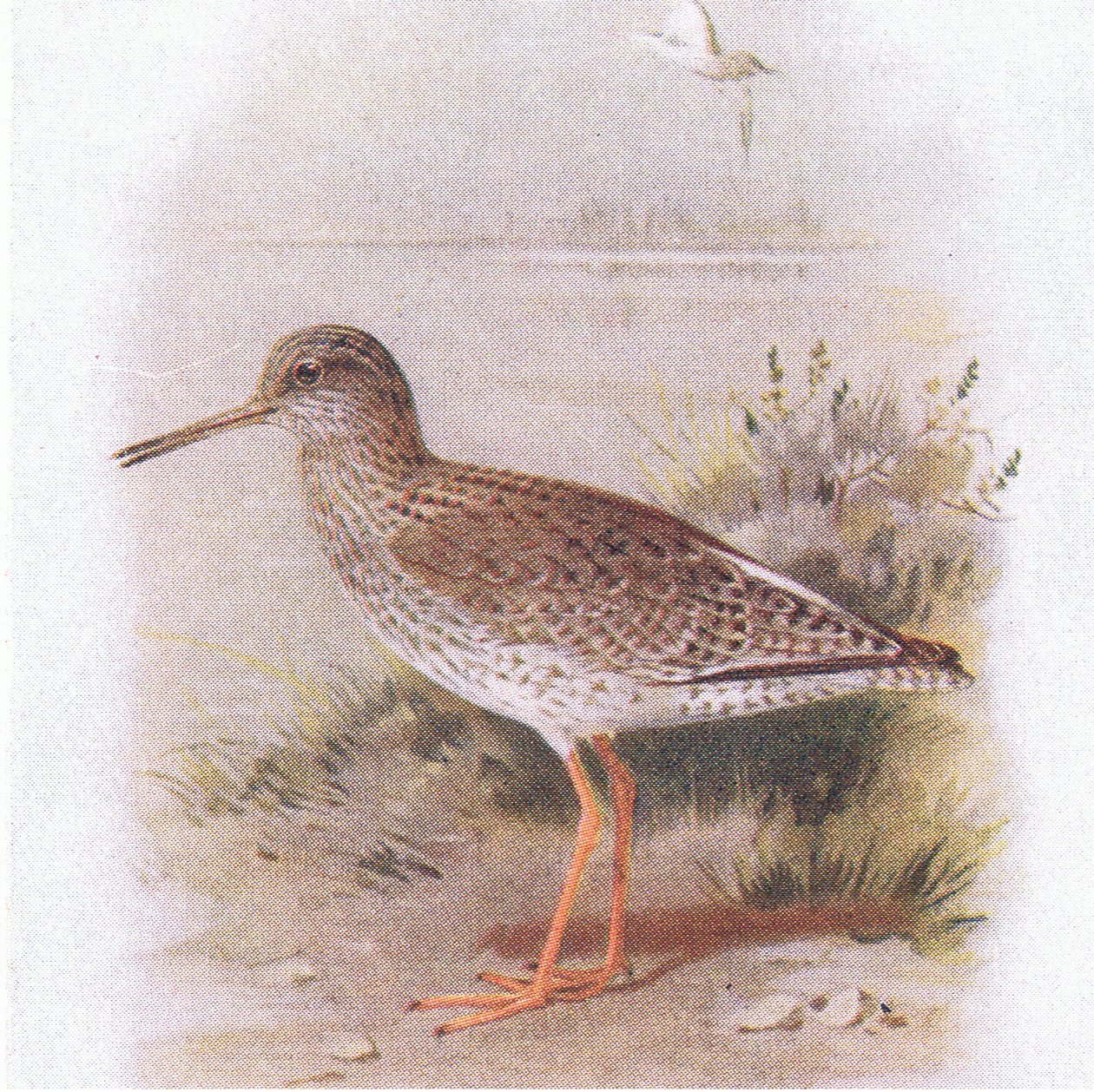 レッドシャンク、イギリス諸島の鳥とその卵から1 Frederick Warne＆Co Ltdによって発行、1958年 作： アーチボルドソーバーン