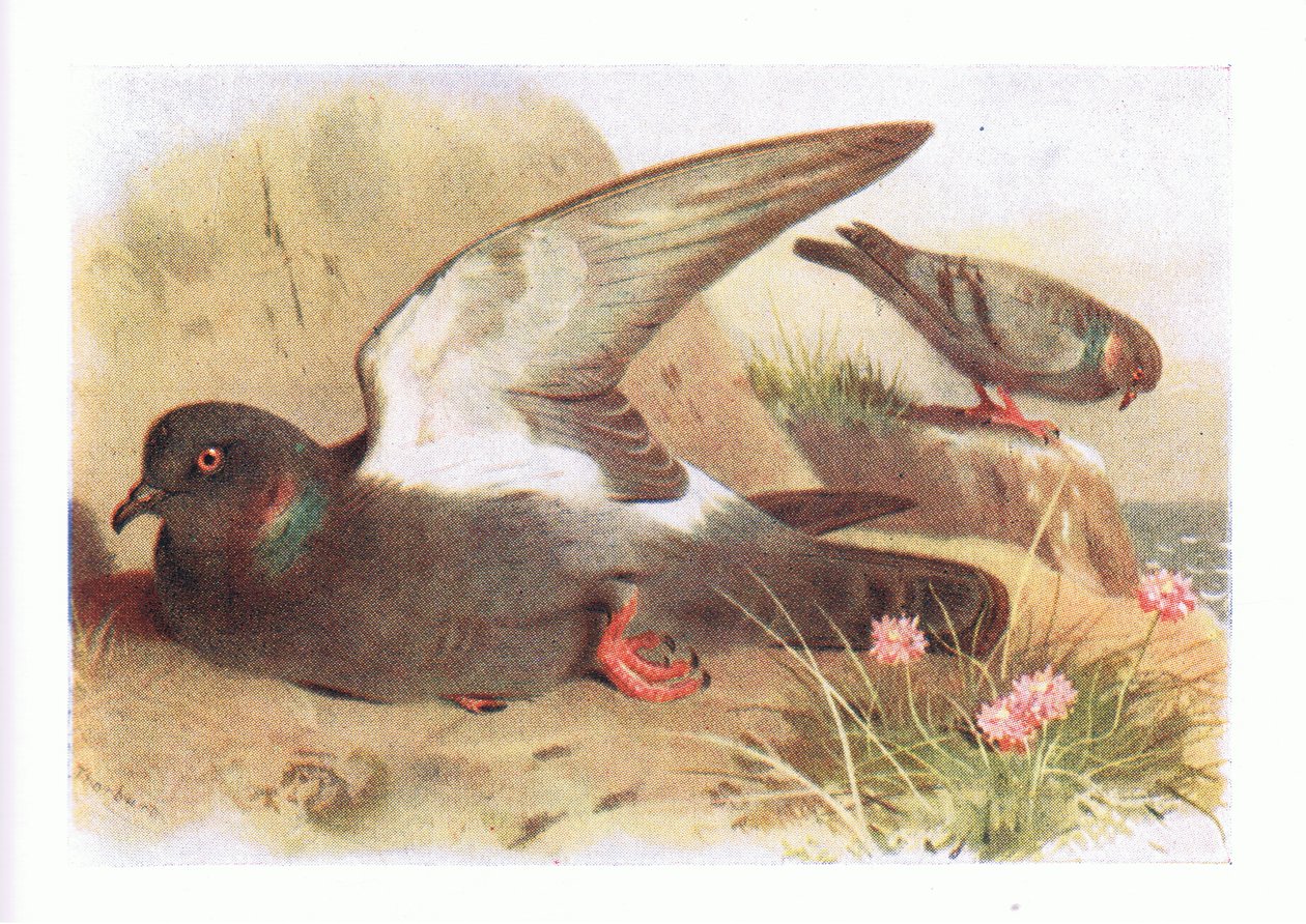 イギリスの島の鳥とその卵からのロックダブフレデリックワーン＆Co Ltdによって発行された、1958 作： アーチボルドソーバーン