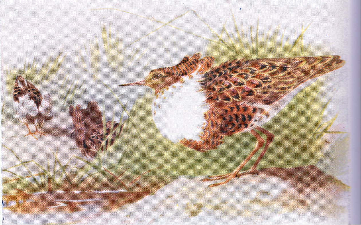 英国諸島の鳥とその卵のラフとリーブス、フレデリックウォーン＆Co Ltdによって1958年に発行 作： アーチボルドソーバーン