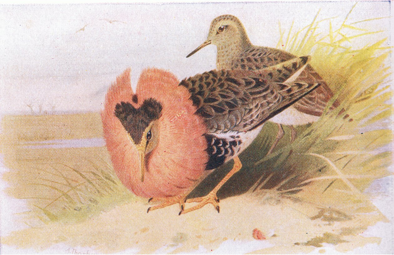 英国諸島の鳥とその卵のラフとリーブス、フレデリックウォーン＆Co Ltdによって1958年に発行 作： アーチボルドソーバーン
