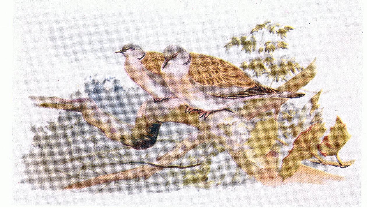 イギリス諸島の鳥とその卵からのカメ鳩、1958年Frederick Warne＆Co Ltdから出版 作： アーチボルドソーバーン
