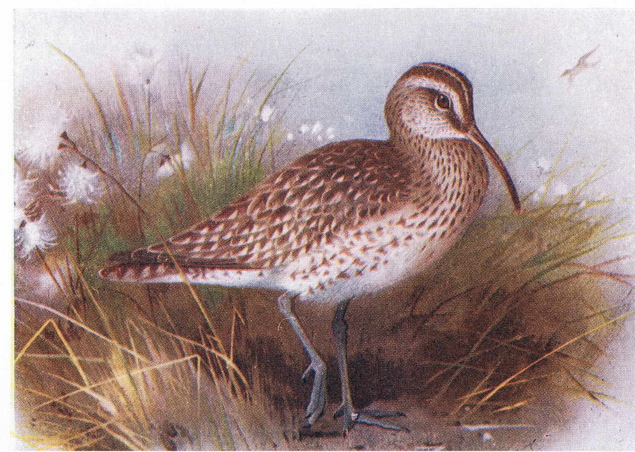 英国諸島の鳥とその卵からのWhimbrel、1958年Frederick Warne＆Co Ltd発行 作： アーチボルドソーバーン