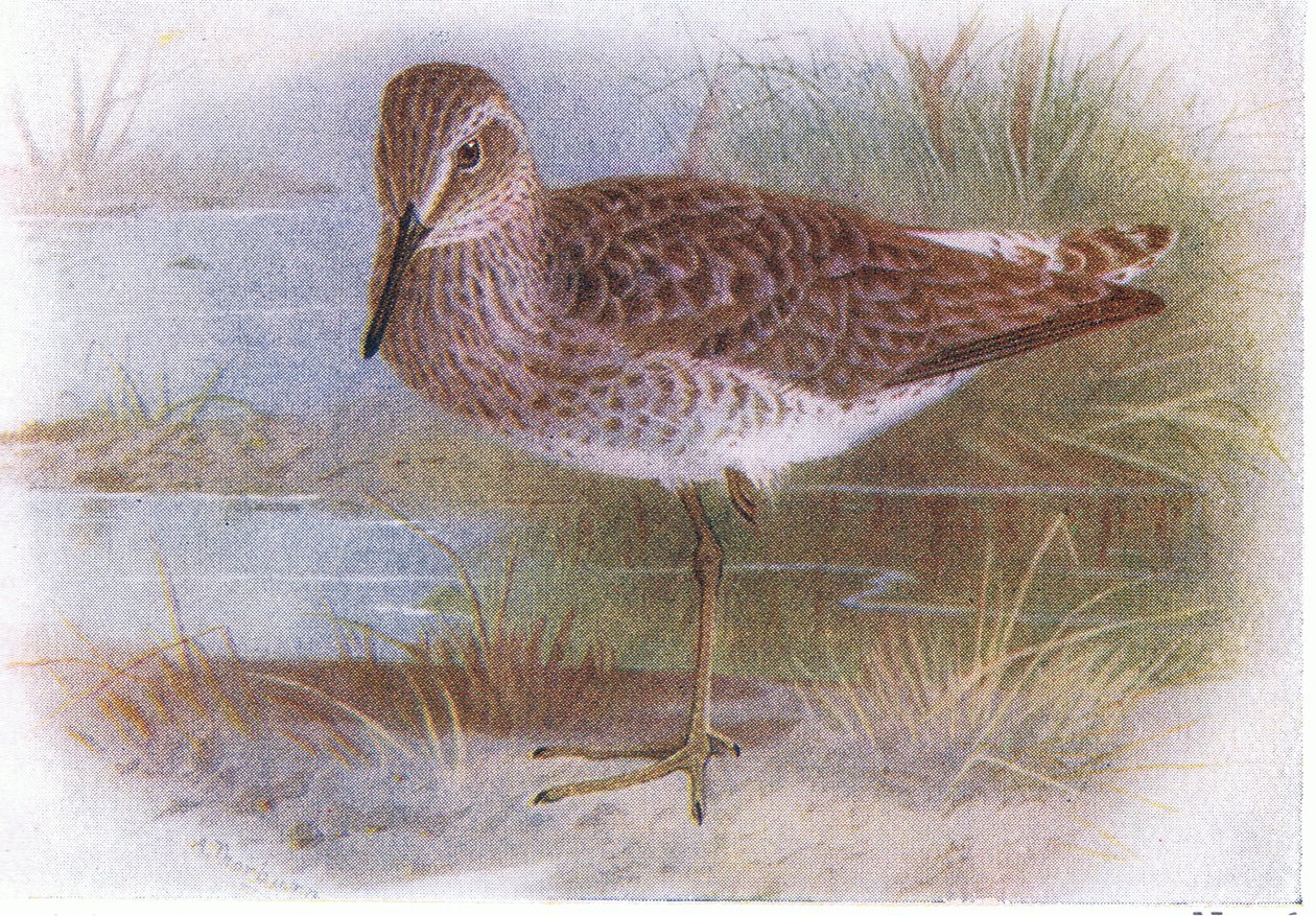 イギリスの島の鳥とその卵からのウッドサンドパイパー、1958年Frederick Warne＆Co Ltdから出版 作： アーチボルドソーバーン