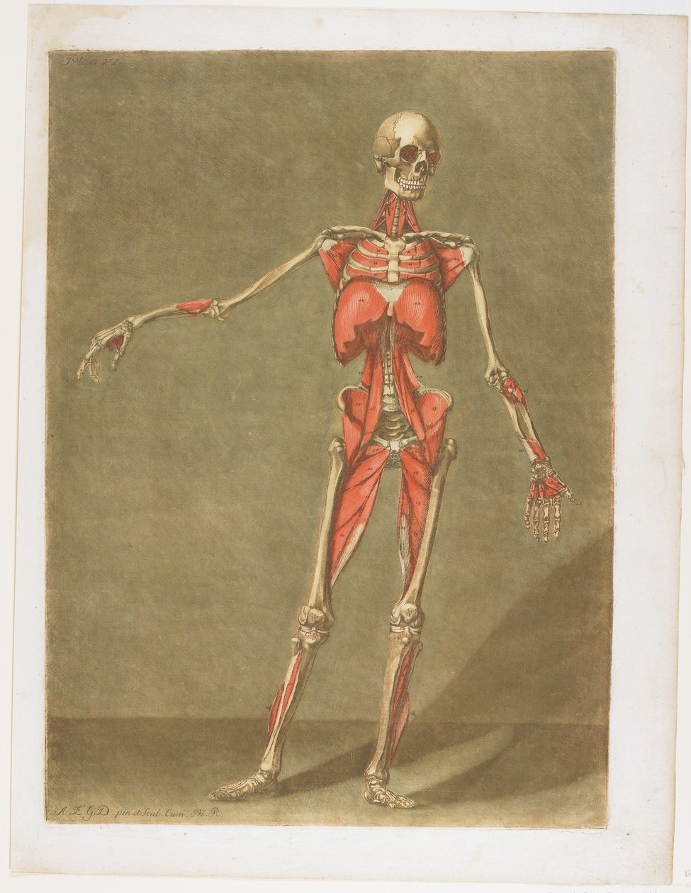 Coursの完全な解剖学からのFlayed Skeleton、ナンシー出版、1773年 作： アーナウド・エロイ・ゴーティエ・ダゴティ