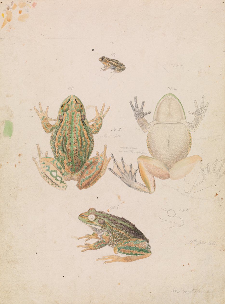うなるカエル、Litoria raniformis 作： アーサー・バーソロミュー