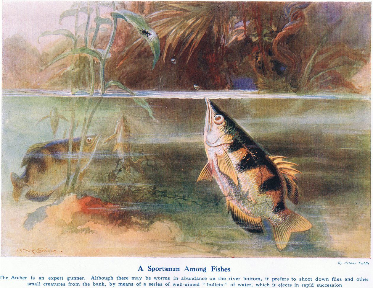 魚のスポーツマン、「陸と海の不思議」のイラスト、カッセル、ロンドン、1914年発行 作： アーサー・トワイドル