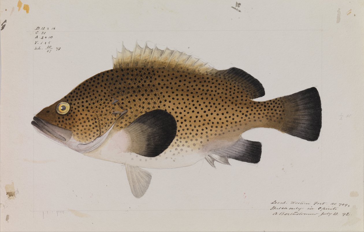 東ウィラ、Acanthistius ocellatus 作： アーサー・バーソロミュー