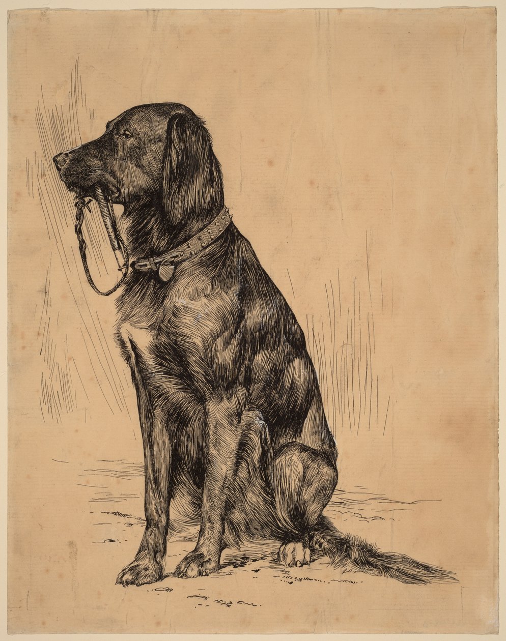 アルドリッチの犬、1880年代後半（紙にインク） 作： アーサー・ボウエン・デイビス