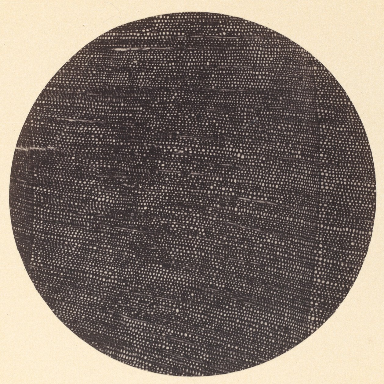 木材ソールズベリーの横断面の顕微鏡写真、1870 年代。 作： アーサー・ダーラム