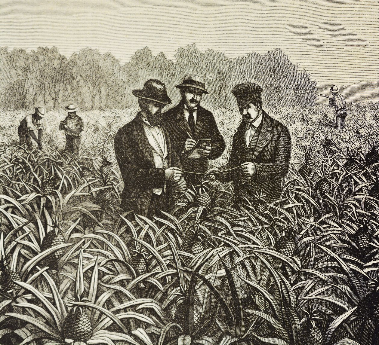 イングランド（19世紀）。植民地化（1880年）。バハマ・パイナップル栽培。ニュープロビデンス島のイギリス植民地。パイナップルはナッソー港からの輸出品のひとつで、最も重要なものだった。エングレーヴィング。個人蔵 作： アーティスト不明