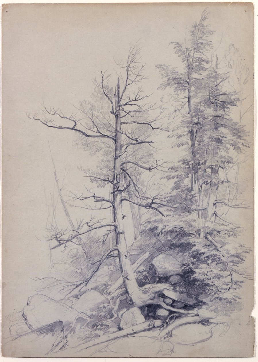 木と岩の研究、キャッツキル山地、ニューヨーク、1849（灰緑色の紙に黒鉛） 作： アッシャー・ブラウン・デュランド