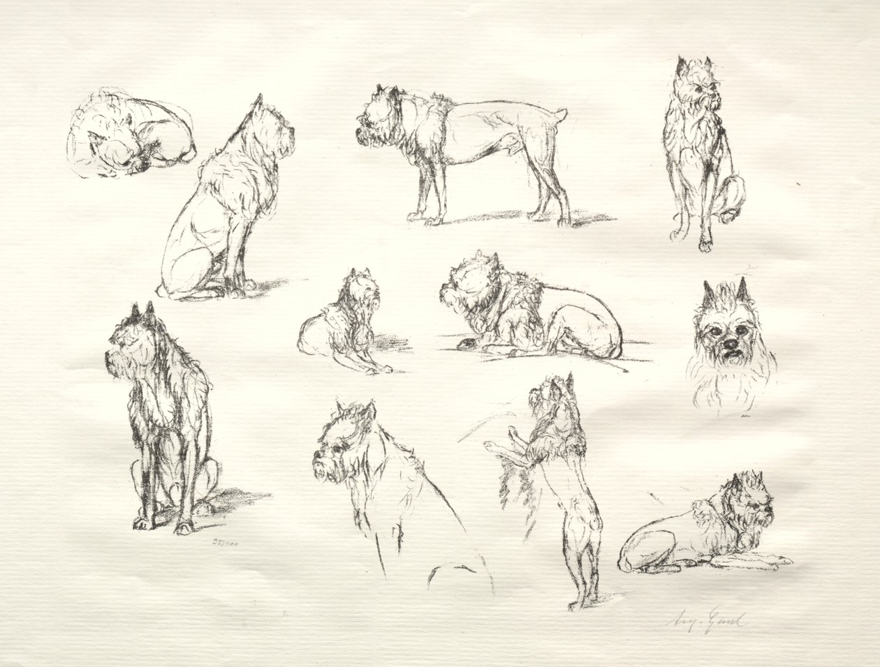 犬の研究 作： アウグスト・ガリア