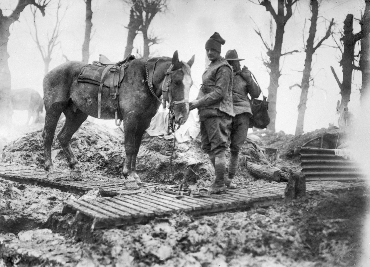 1916年12月、マメッツとモントーバンの間のダックボードトラックで、弾薬を銃とその身元不明のオーストラリア人運転手に輸送するために使用された砲兵馬。 作： オーストラリアの写真家