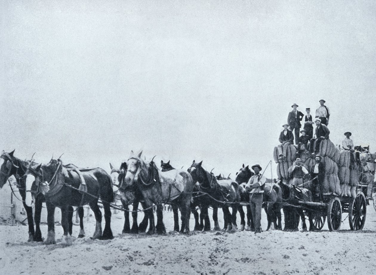 ウールキャリングチーム、西オーストラリア、c.1900、「サザンクロスの下-オーストラリアの垣間見る」、外務省、メルボルン、1908年発行 作： オーストラリアの写真家