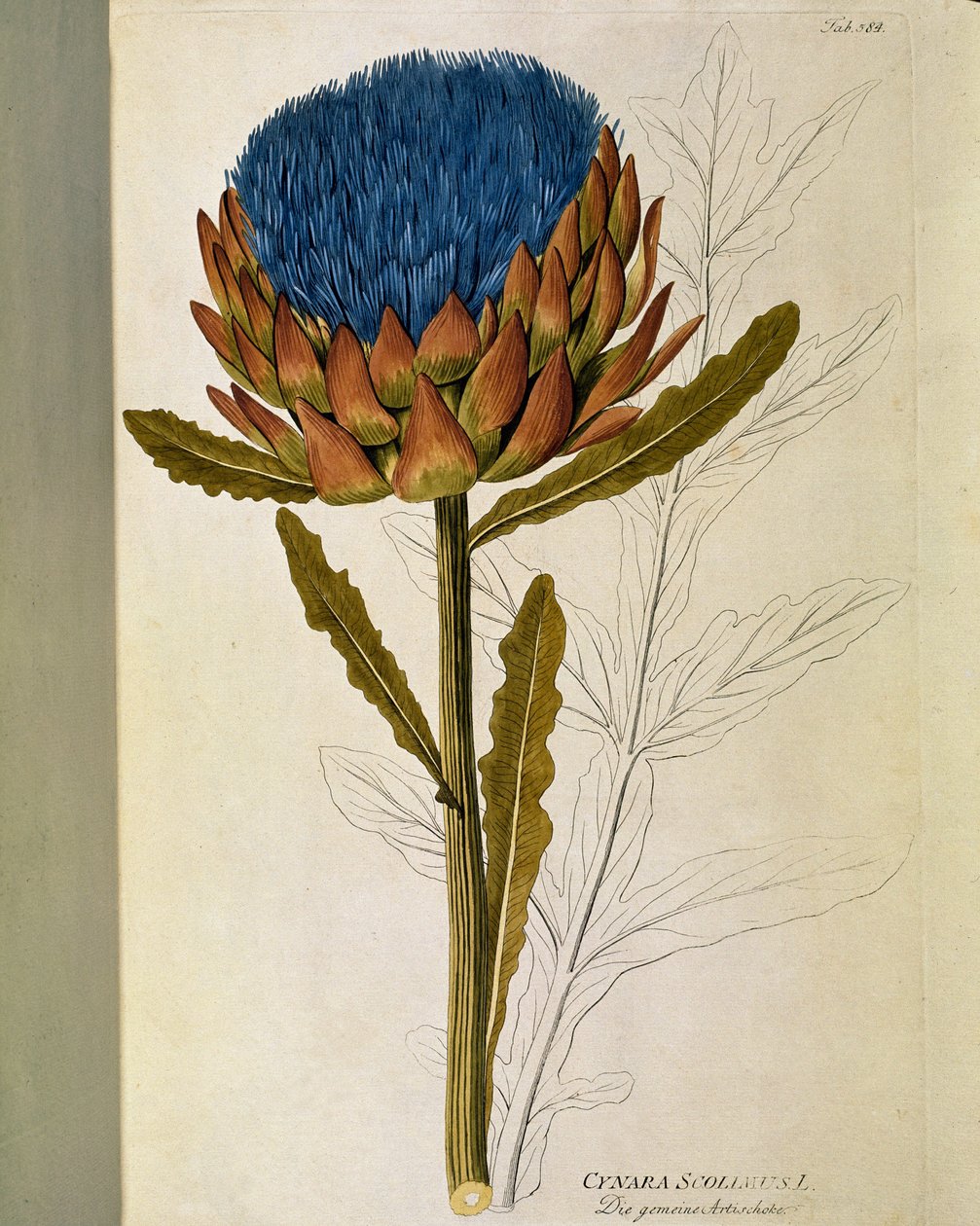 植物：アーティチョーク（Cynara scolymus） Joseph Jacobi Plenck (1735-1807) 1788-1803による「Medicinalium secundum Linnaei digestarum」から描かれたプレート 個人蔵 作： オーストリア学派