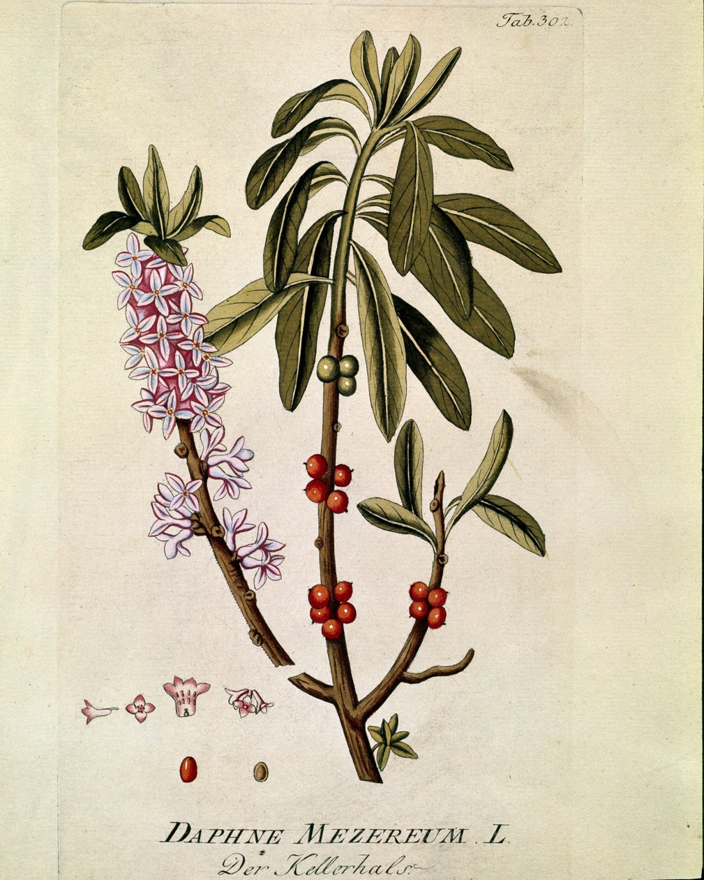 植物学："Bois-joli" (Bois joli) (またはBois-gentil, Bois gentile) (Daphne mezereum) ヨゼフ・ヤコビ・プレンク（1735-1807）著 "Medicinalium secundum Linnaei digestarum" 1788-1803 個人蔵より引用。 作： オーストリア学派