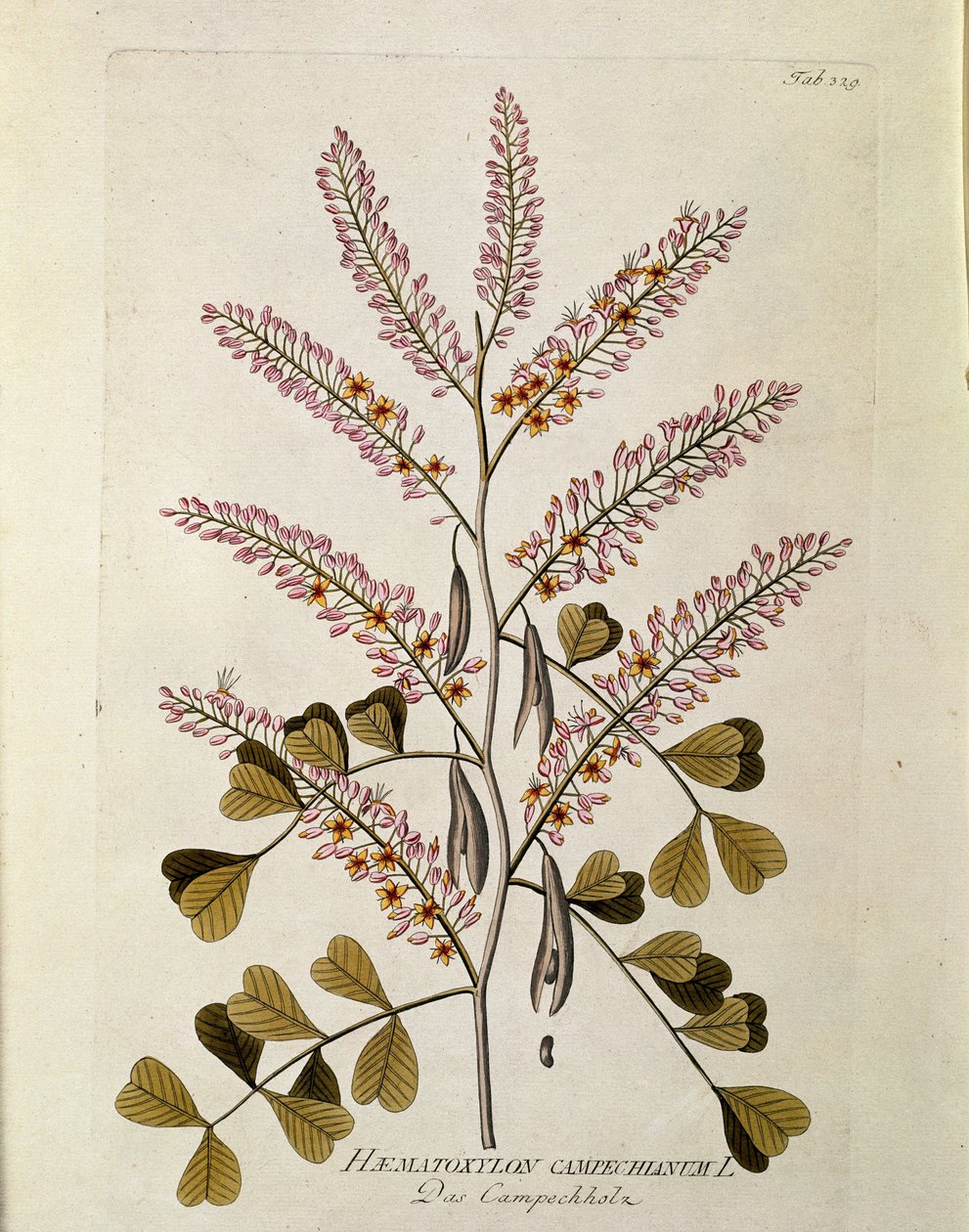 ボタニカル："Campeche" (Haematoxylon campechianum) Joseph Jacobi Plenck (1735-1807) 1788-1803の "Medicinalium secundum Linnaei digestarum "から引き出されたプランク 個人蔵 作： オーストリア学派