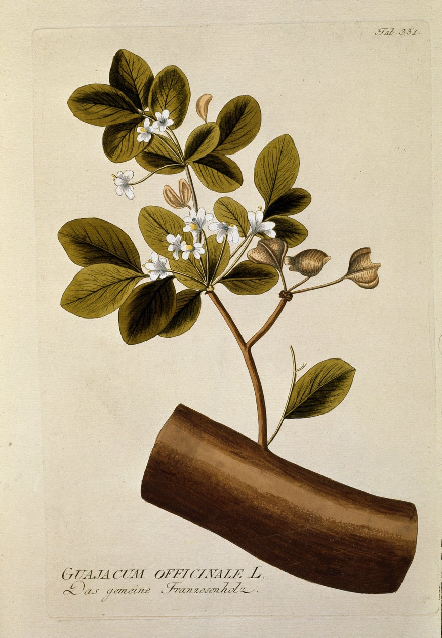 植物：「Guajacun officinale」 Joseph Jacobi Plenck (1735-1807) による「Medicinalium secundum Linnaei digestarum」から描かれたプレート 1788-1803 個人蔵 作： オーストリア学派