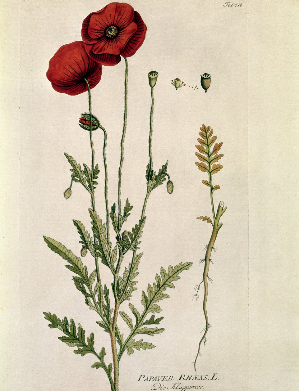 植物学：「赤いケシ」（Papaver rhaeas） ジョセフ・ヤコビ・プレンク（1735-1807）作 "Medicinalium secundum Linnaei Digestarumó" から描かれたプレート 1788-1803 個人蔵 作： オーストリア学派